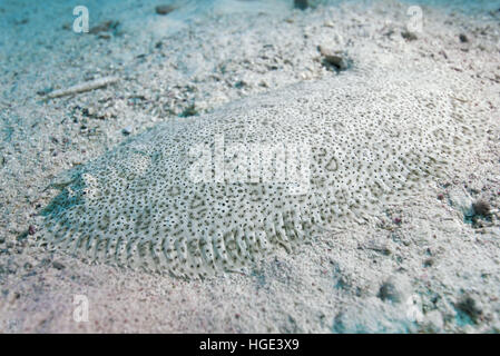 7 novembre 2016 - Mer Rouge Moïse seul, tachetés ou Sole sole Finless (Pardachirus marmoratus) sur le fond de sable, mer Rouge, Hurghada, péninsule du Sinaï, Egypte © Andrey Nekrasov/ZUMA/ZUMAPRESS.com/Alamy fil Live News Banque D'Images