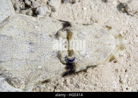 Mer Rouge, Egypte. Nov 6, 2016. Portrait de flathead Tentacled ou « poissons crocodiles » (Papilloculiceps longiceps), mer Rouge, Sharm El Sheikh, Sinaï, Egypte © Andrey Nekrasov/ZUMA/ZUMAPRESS.com/Alamy fil Live News Banque D'Images