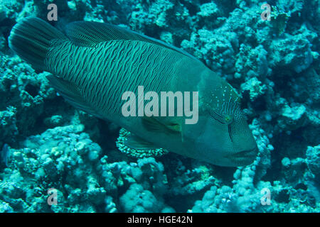 8 novembre 2016 - napoleonfish à tête double, poisson-perroquet géant, Napoléon ou Napoléon napoléon (Cheilinus undulatus) flotte dans l'arrière-plan d'un récif de corail, mer Rouge, Egypte © Andrey Nekrasov/ZUMA/ZUMAPRESS.com/Alamy fil Live News Banque D'Images