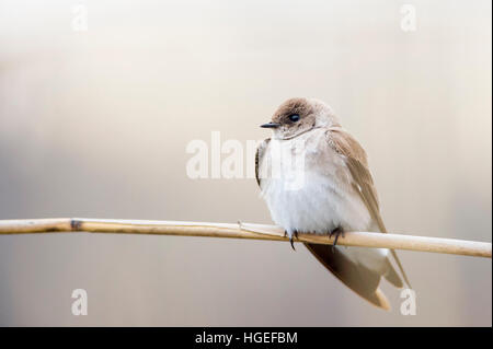 A Northern Rough-winged Swallow est perché sur une branche brun en face d'un fond brun. Banque D'Images