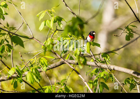 Cardinal à poitrine rose, (Pheuctius ludovicianus) perché sur une branche d'arbre. Banque D'Images