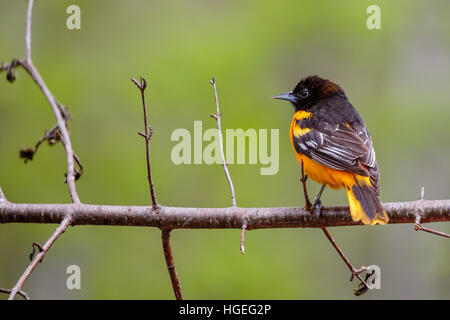 L'Oriole du Nord (Icterus galbula) perché sur une branche au printemps. Banque D'Images