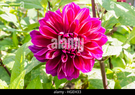 Thomas E. Dahlia floraison Edison en septembre au Royaume-Uni Banque D'Images