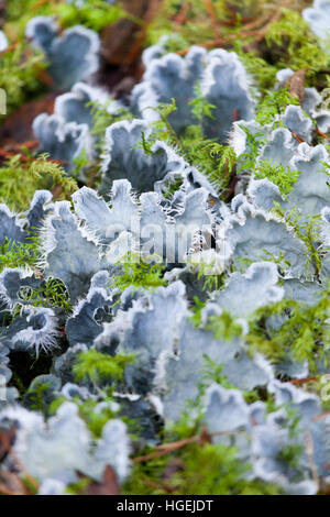 Chien duveteux gris argenté lichen et mousse verte sur le sol d'une forêt humide à Northumberland Banque D'Images