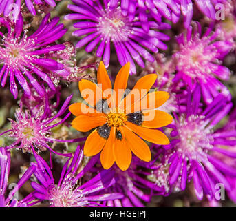 Un Gorteria diffusa dans les fleurs sauvages Le Namaqualand, Afrique du Sud Banque D'Images