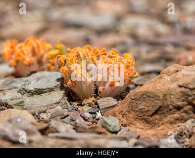Harveya purpurea ssp sulphurea dans early bud dans la province de Northern Cape, Afrique du Sud Banque D'Images