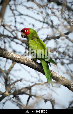 Red-Masked Perruche (Psittacara erythrogenys) perché sur une branche d'arbre dans les forêts sèches de l'habitat naturel dans le nord du Pérou Banque D'Images