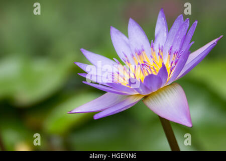 Belle fleur de lotus est complétée par les riches couleurs de la surface de l'eau d'un bleu profond. Banque D'Images