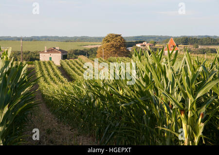 Domaine de la culture du maïs en France Banque D'Images