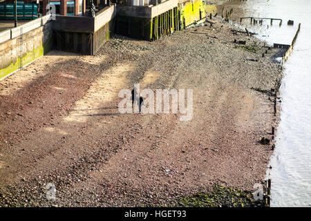 Deux personnes marchant sur une plage de galets créé par marée basse o la rive nord de la Tamise, Londres, UK Banque D'Images