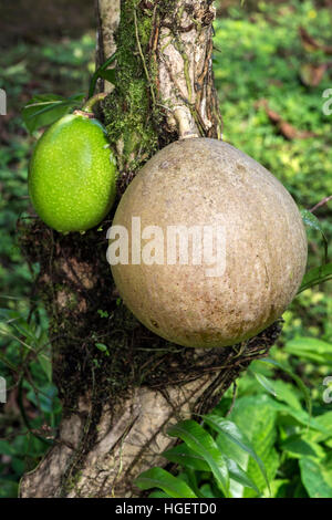 Mûrs et les fruits immatures de la calebasse (Crescentia cujete arbre), l'Équateur, la forêt Choco Banque D'Images