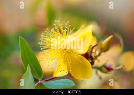 Image en gros plan d'un jaune Hypericum perforatum fleur d'été également connu sous le nom de millepertuis, perforer le millepertuis commun ou du millepertuis. Banque D'Images