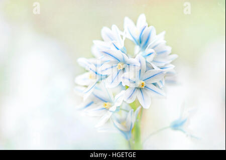 Bleu pâle fleur Alpine Squill - Scilla bifolia, image prise contre un fond pâle. Banque D'Images