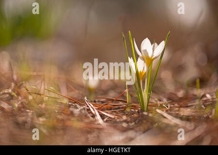 Crocus hyemalis, communément connu sous le nom de Crocus, d'hiver ou juste Crocus. Photographié en Israël en décembre Banque D'Images
