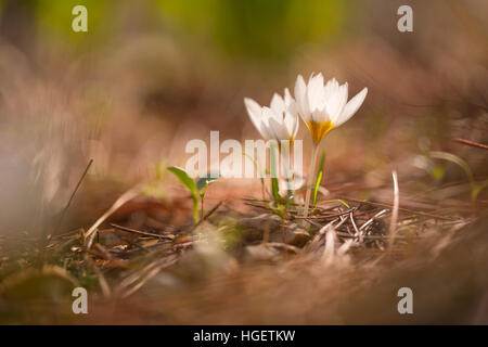 Crocus hyemalis, communément connu sous le nom de Crocus, d'hiver ou juste Crocus. Photographié en Israël en décembre Banque D'Images