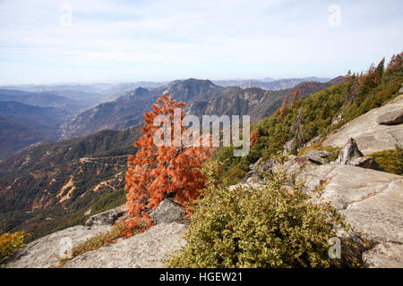 Parc national de Sequoia et de Kings, California, USA Banque D'Images