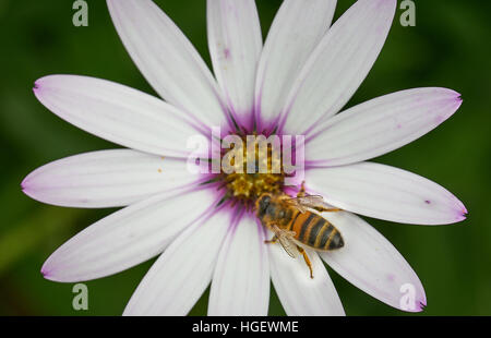 Marguerite blanche comme fleur avec wasp/abeille au milieu du centre violet Banque D'Images