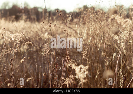 Les fleurs séchées et les coupelles de semences de yeux noirs, or, susans et l'herbe des prairies indigènes dans le pré Banque D'Images