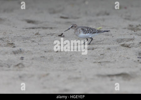 Juvenile Bécasseau de Baird (Calidris bairdii), un vagabond, nord-américain sur l'estuaire Gannel, Newquay, Cornwall, UK. Banque D'Images