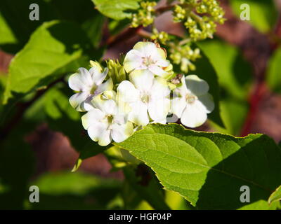 Belles fleurs blanches et vertes de Phlox paniculata 'Jade' - hémérocalle Banque D'Images