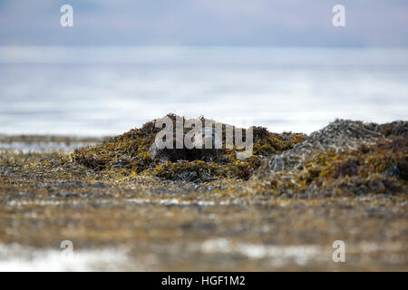 Eurasian loutre (Lutra lutra) sur la côte rocheuse d'un loch Banque D'Images