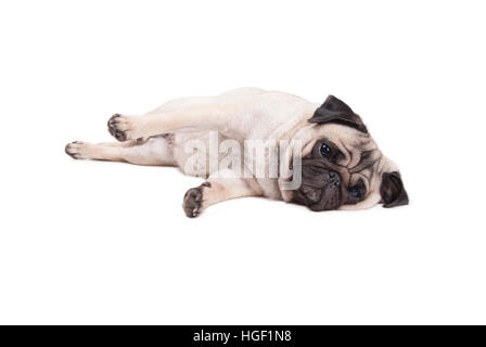 Lovely cute puppy pug chien couché sur le plancher, isolé sur fond blanc Banque D'Images