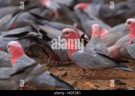 Un troupeau de Galahs, Eolophus roseicapilla, recherche de graines sur le terrain Banque D'Images