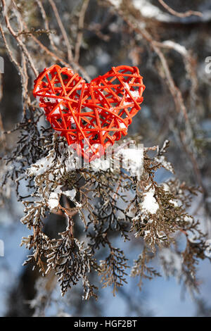 Valentine rouge sur un Arbre enneigé Banque D'Images