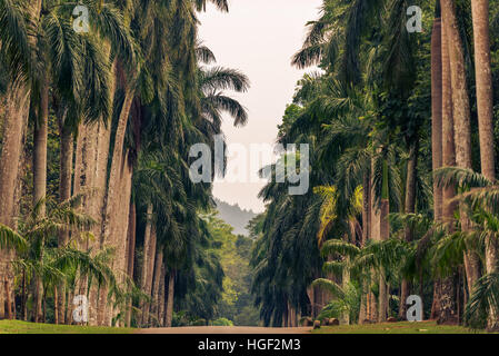 Sri Lanka : palm alley à Royal Botanic Gardens, Peradeniya, Kandy Banque D'Images