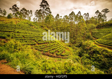 Sri Lanka : les champs de thé de Ceylan célèbre highland Banque D'Images