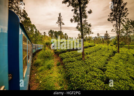 Sri Lanka : les champs de thé de Ceylan célèbre highland Banque D'Images