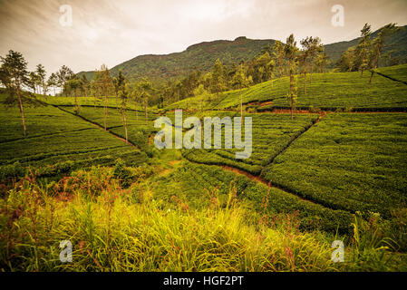 Sri Lanka : les champs de thé de Ceylan célèbre highland Banque D'Images