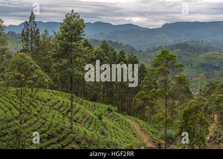 Sri Lanka : les champs de thé de Ceylan célèbre highland Banque D'Images