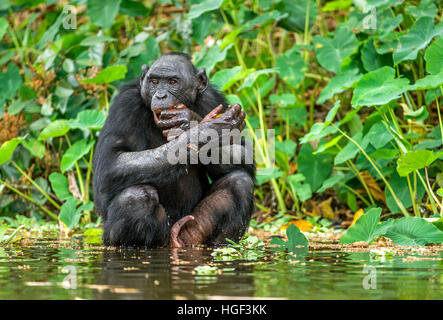 Les bonobos dans l'eau. L'habitat naturel. Fond naturel vert. Le Bonobo (pan paniscus), appelé le chimpanzé pygmée. République démocratique du Congo. Banque D'Images