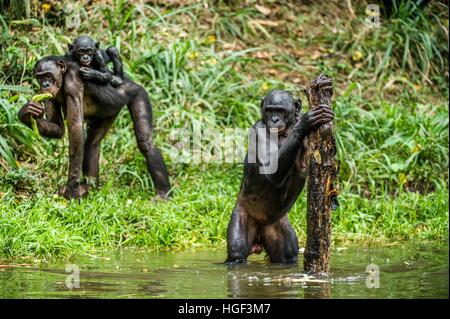 Les bonobos dans l'eau. L'habitat naturel. Fond naturel vert. Le Bonobo (pan paniscus), appelé le chimpanzé pygmée. République démocratique du Congo. Banque D'Images