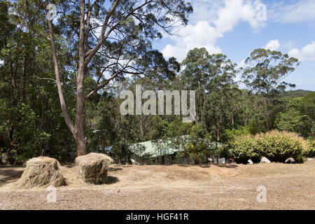 Maison située dans le quartier tranquille de la nature parmi les grands arbres de gomme dans l'arrière-pays Yandina, Queensland, Australie Banque D'Images