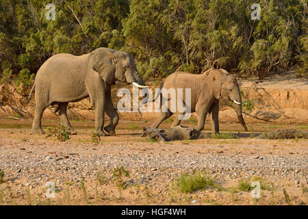 Bush de l'Afrique de l'éléphant (Loxodonta africana), les éléphants du désert namibien rares, Bull et de la vache, de la rivière Hoarusib, Désert du Namib Banque D'Images
