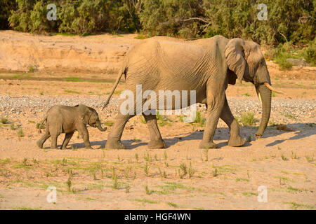 Bush de l'Afrique de l'éléphant (Loxodonta africana), les éléphants du désert namibien rares, de vache et de veau, de la rivière Hoarusib, Désert du Namib Banque D'Images