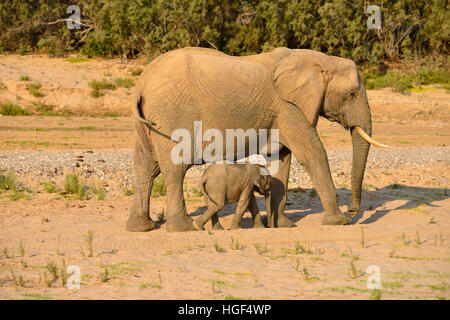 Bush de l'Afrique de l'éléphant (Loxodonta africana), les éléphants du désert namibien rares, de vache et de veau, de la rivière Hoarusib, Désert du Namib Banque D'Images