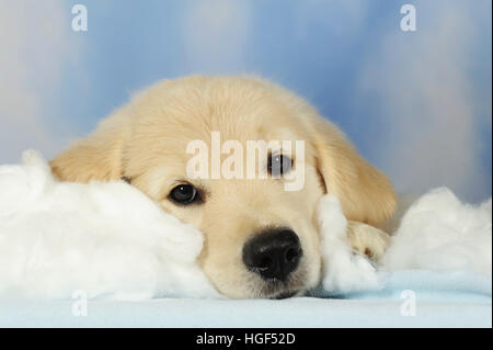 Chiot Golden Retriever, 8 semaines, allongé sur le coton, le ciel, les nuages Banque D'Images