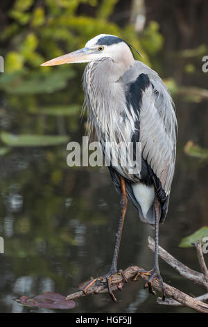 Héron cendré (Ardea cinerea), Anhinga Trail, Parc National des Everglades, Florida, USA Banque D'Images