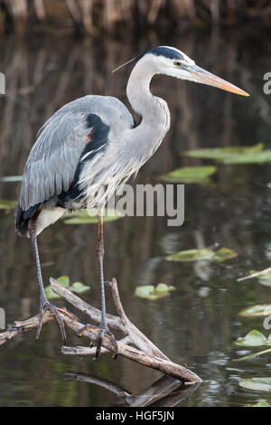 Héron cendré (Ardea cinerea), Anhinga Trail, Parc National des Everglades, Florida, USA Banque D'Images