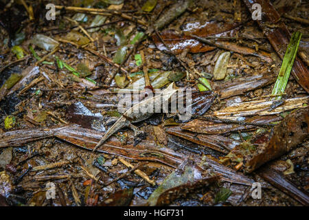 Brookesia superciliaris - monde plus petit caméléon en parc national de Ranomafana, Madagascar Banque D'Images