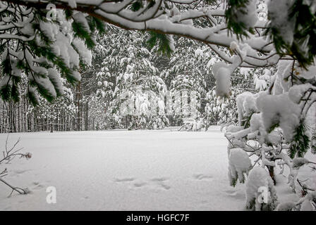 Verschneiter Winterwald dans der Dresdner Heide bei Dresden-Klotzsche. Hiver neige woods dans la forêt près de Dresden-Klotzsche Dresde, Saxe, Allemagne Banque D'Images