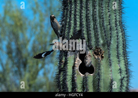 Gila woodpecker, Arizona, nichant dans des cactus Saguaro Banque D'Images