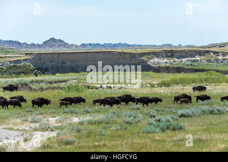 Bison d'Amérique, buffalo, Badlands National Park (Dakota du Sud), Banque D'Images