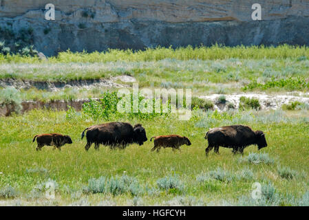 Bison d'Amérique, buffalo, Badlands National Park (Dakota du Sud), Banque D'Images