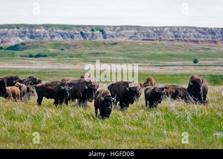 Bison d'Amérique, buffalo, Badlands National Park (Dakota du Sud), Banque D'Images