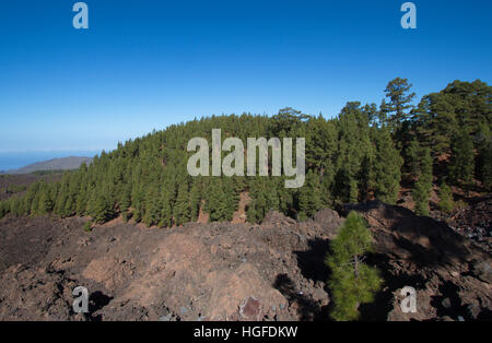 Pinus canariensis à Ténérife Banque D'Images