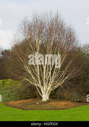 De superbes arbres de bouleau à écorce blanche dans la lumière du soleil d'hiver doux sur un fond d'arbustes sombre Banque D'Images